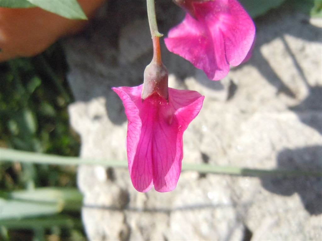 Lathyrus clymenum / Cicerchia porporina